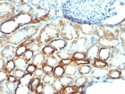 Mitochondria Antibody (AE-1), Novus Biologicals 0.2mg; Unlabeled:Antibodies,